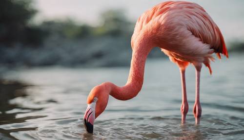 Zbliżenie pastelowego czerwonego flaminga stojącego w płytkiej wodzie.