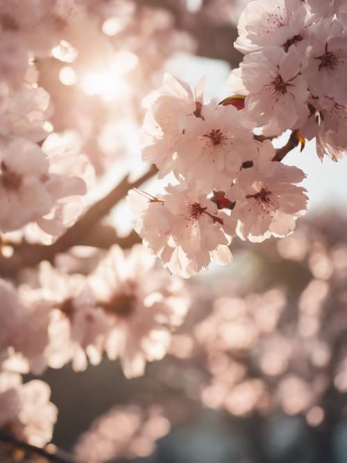 황금빛 시간 동안 부드러운 바람에 꽃잎을 쏟아내며 만개한 벚꽃나무.