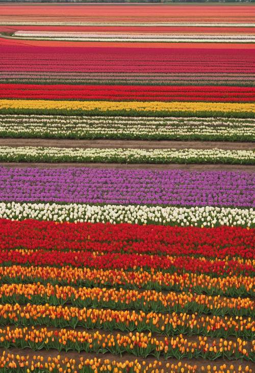 Une vue aérienne d’un champ de tulipes, montrant clairement le motif ordonné des couleurs.