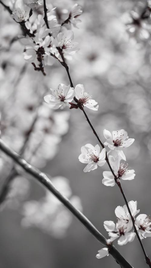 Ein minimalistisches monochromes Streifenmuster aus dünnen Stielen, die mit Kirschblüten gekrönt sind.