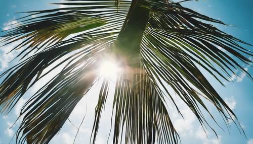 A view from underneath a palm leaf, the blue sky and sun peaking through the spaces.