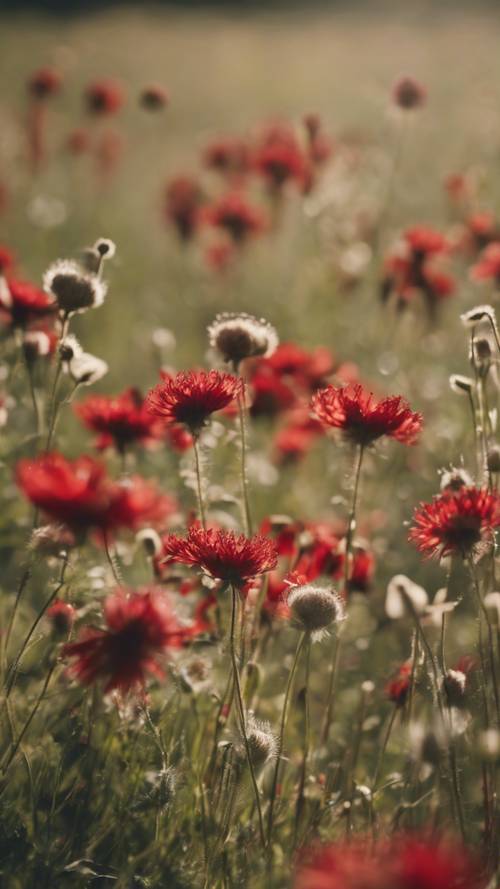 คอลเลกชันของดอกไม้ป่าสีแดงเต้นรำท่ามกลางสายลมฤดูร้อนในทุ่งหญ้า
