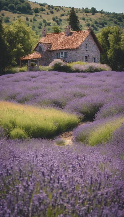 Una vista panoramica di una fattoria boho immersa tra campi di lavanda in fiore in primavera.