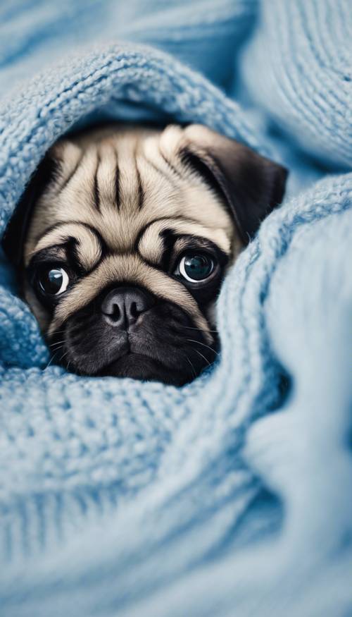一隻可愛的哈巴狗小狗從藍色針織毯子探出頭來。
