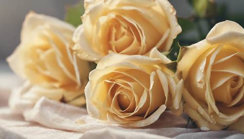 柔和的晨光下，优雅的黄玫瑰带有金色点缀。