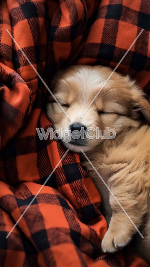 Anak Anjing Tidur dengan Selimut Nyaman