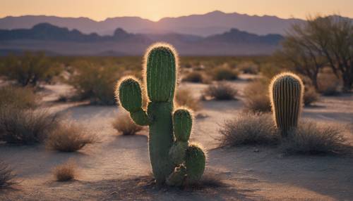 Un cactus solitario che prospera nel duro ambiente arido del deserto del Mojave durante un tramonto.
