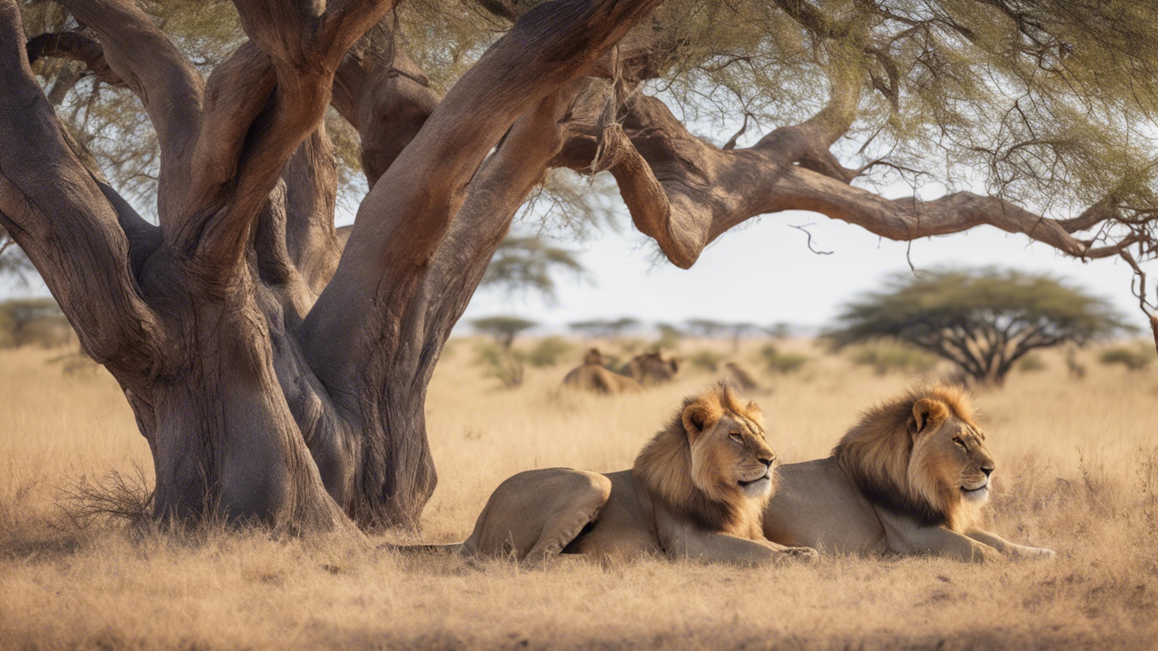 A large pride of lions lounging lazily under a leafy acacia tree in the heart of the African savannah.壁紙[265e1c1f03ab4841baaf]