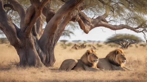Un grande orgoglio di leoni che oziano pigramente sotto un frondoso albero di acacia nel cuore della savana africana.