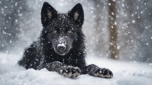 若い黒いオオカミの子犬が初めての雪天使を作る壁紙