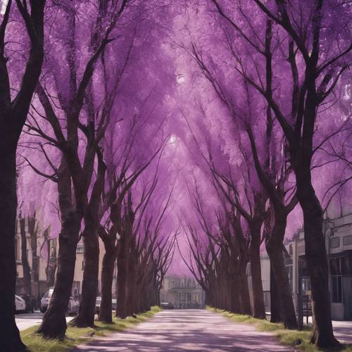 Une allée bordée de grands arbres violets au plus fort du printemps.