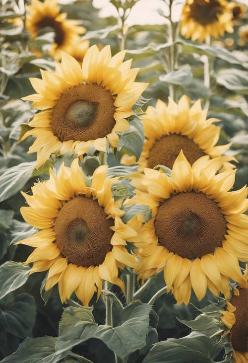 Ein stilvolles Muster aus Vintage-Sonnenblumen, gemalt in pastellgelben Farbtönen.