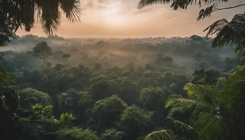 Widok na ciemną dżunglę z wierzchołków drzew podczas mglistego zachodu słońca.