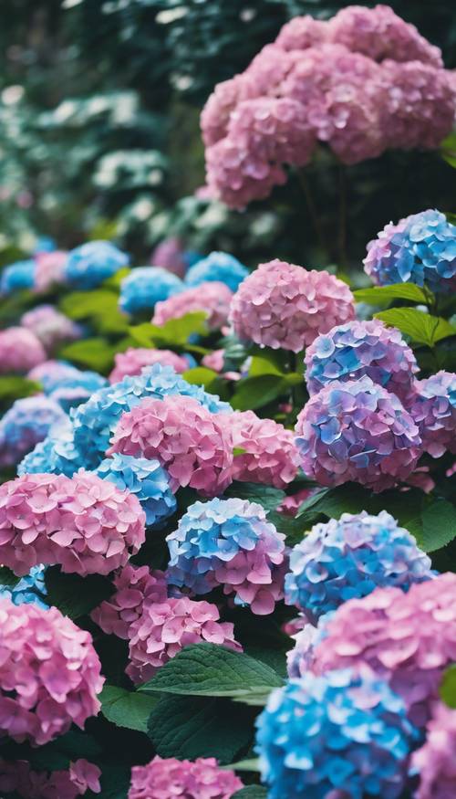 Szereg różowych i niebieskich hortensji w ogrodzie botanicznym.