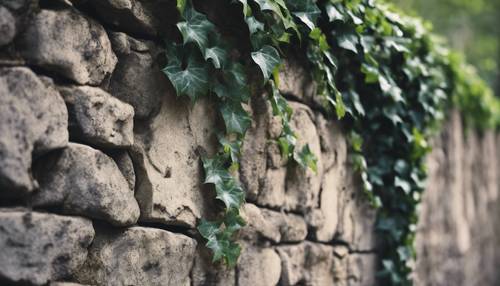 Tanaman ivy hitam misterius merayap di dinding batu antik.
