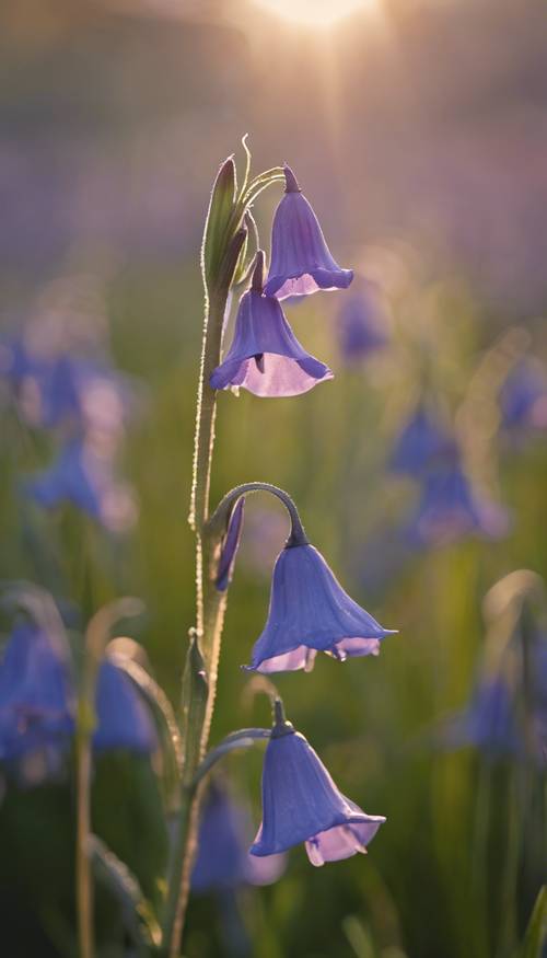 ภาพระยะใกล้ของดอกไม้ Bluebell ที่ได้รับแสงสว่างอ่อนๆ จากพระอาทิตย์ตก