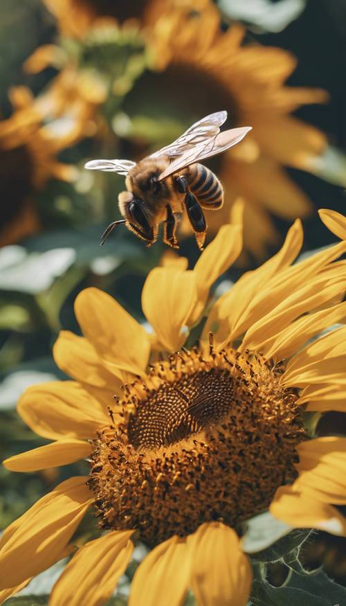 这是一张美丽的特写照片，一只蜜蜂正在为一朵鲜艳的向日葵授粉。