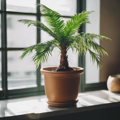 Pohon palem kecil berwarna hijau yang tumbuh di dalam pot dalam ruangan, menambah sentuhan eksotis pada ruangan.