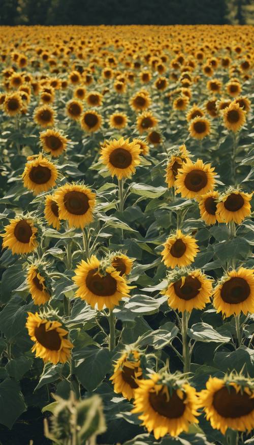 Eine Sammlung von Sonnenblumen in voller Blüte an einem sonnigen Tag inmitten einer edwardianischen Landschaft.
