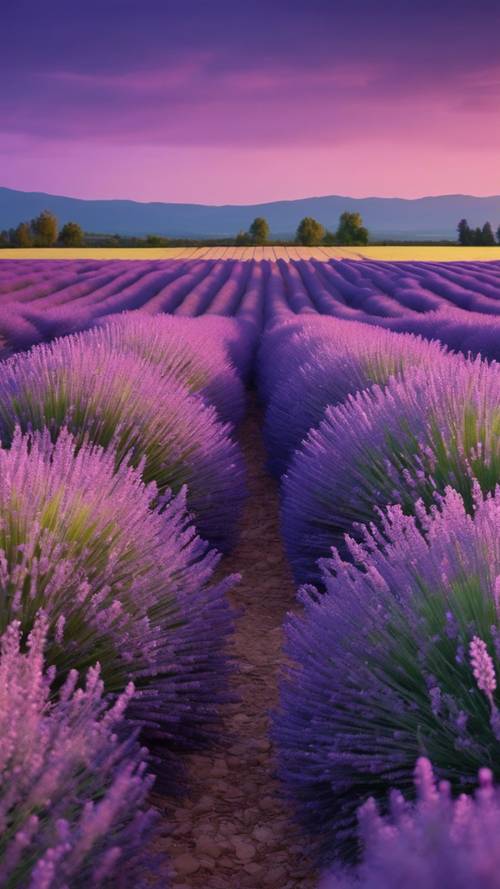 Ladang lavender yang subur di bawah langit senja memancarkan kabut ungu lembut.