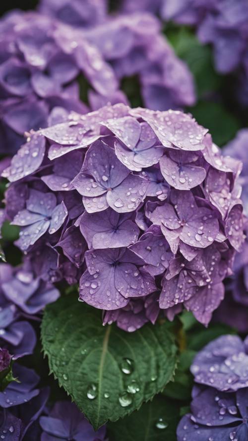 Nahaufnahme einer regennassen violetten Hortensie in einem traditionellen englischen Garten.