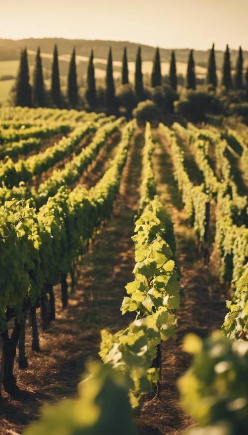 A flourishing vineyard stretching up a rolling hill, under the warm rays of the afternoon sun. Tapeet [9ef80bae51b34cb49d8c]
