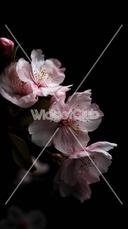 柔らかな光に包まれた桜の壁紙