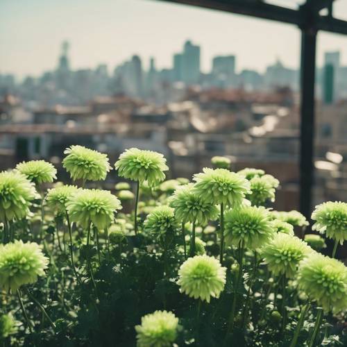 Arka planda şehir manzarası olan teras bahçesinde büyüyen yeşil krizantemler.