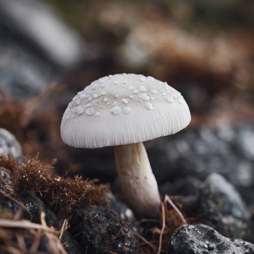 Um único cogumelo de caule branco com uma tampa preta brilhante em um terreno rochoso.
