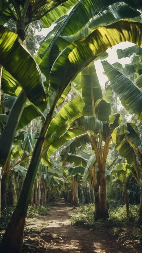 Uma floresta de bananeiras, com grandes folhas de bananeira formando uma copa natural.