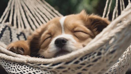 Bir hamakta uyuyan bir yavru köpeğin resmi ve üzerinde &#39;Uyku mutluluğun anahtarıdır.&#39; yazısı.