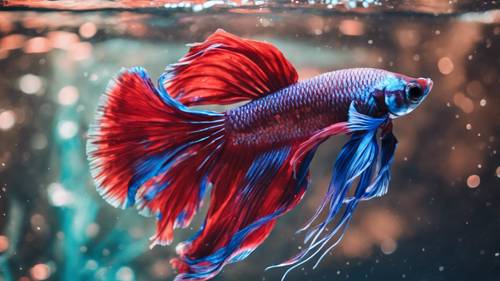 一条令人惊叹的暹罗斗鱼，有着鲜艳的红色和蓝色。