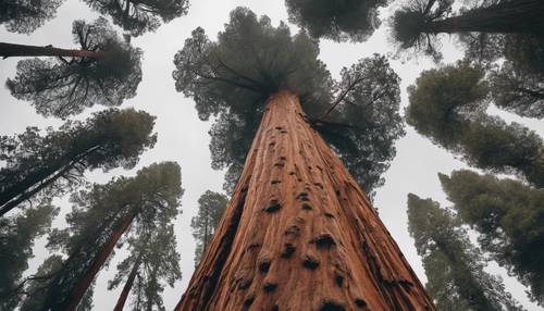 Gigantyczne drzewa sekwoi dotykające chmur w Parku Narodowym Sequoia.