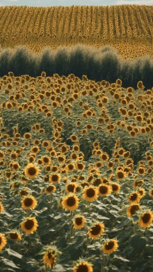 Malowniczy widok na pole słoneczników falujące delikatnie na popołudniowym wietrze
