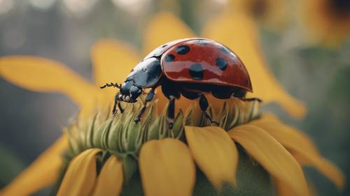 Primo piano di una coccinella che cammina su un girasole.