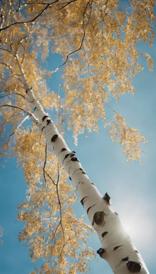 清澈的藍天下一棵充滿活力的銀樺樹的特寫