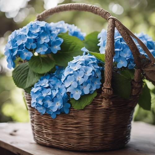 Vivid blue hydrangeas nestled within a rustic woven brown basket.