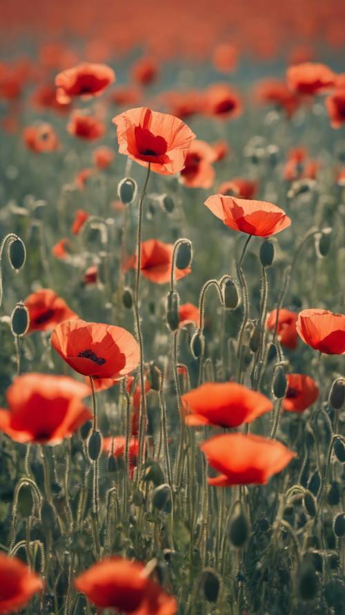 A field of poppy flowers swaying gently in the midday breeze; red petals contrasted against a clear blue sky.