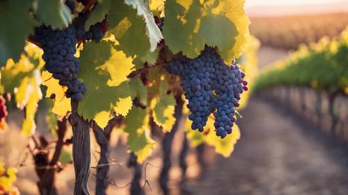 Grape vines heavy with fruit at a vineyard bathed in sunset's glow.