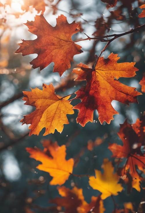 秋の夕焼けが輝く黒樫の葉に色鮮やかな爆発が美しい壁紙 | 可愛いイラスト付き
