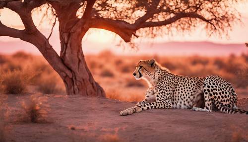 Un guepardo solitario en un radiante tono rosa intenso, relajándose bajo la sombra de una acacia, con sus vívidas manchas negras contrastando con la puesta de sol naranja de fondo.