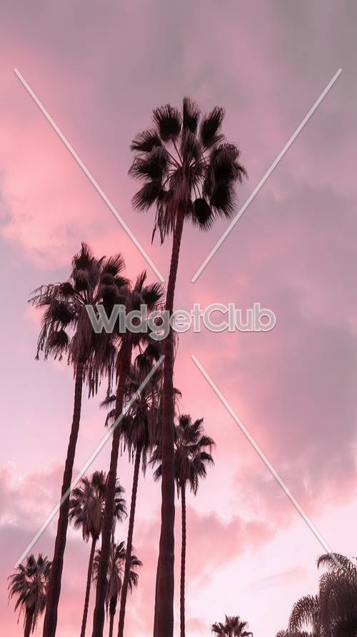 Céu rosa e palmeiras altas