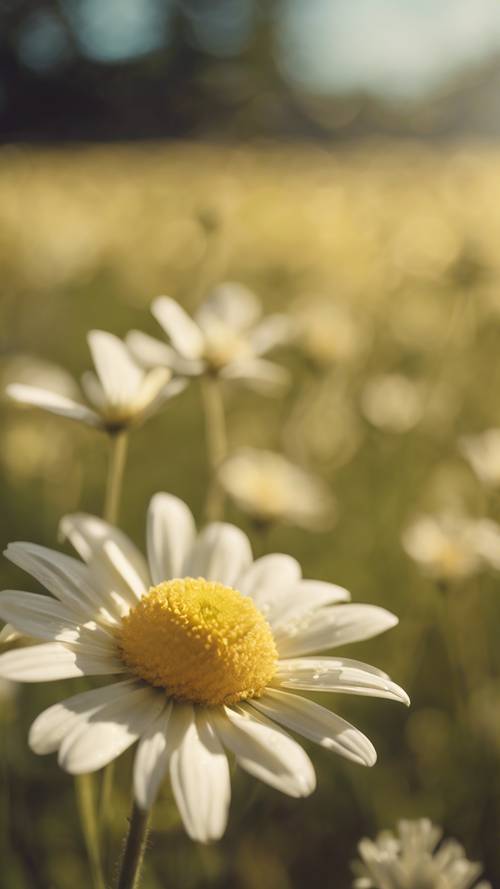 A close-up of a light yellow daisy in a sunlit, lush field.