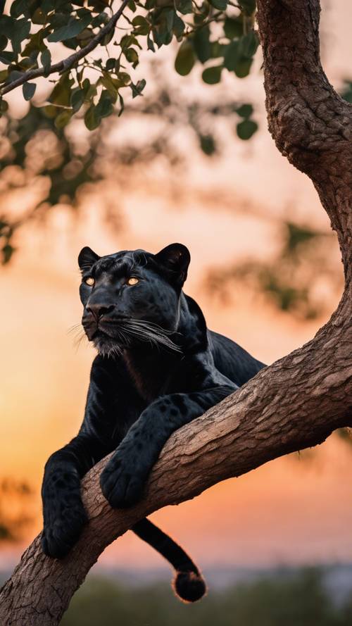 Black leopard lounging on a tree branch during an orange sunset.