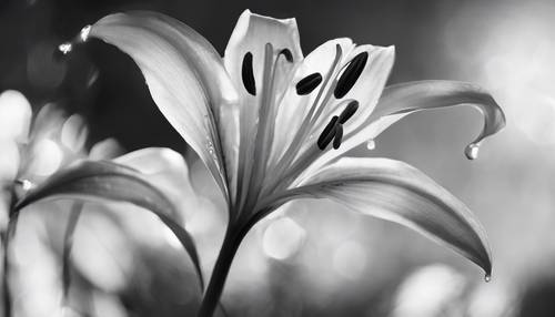 Gambar hitam putih bunga bakung yang anggun bermandikan cahaya bulan yang lembut.