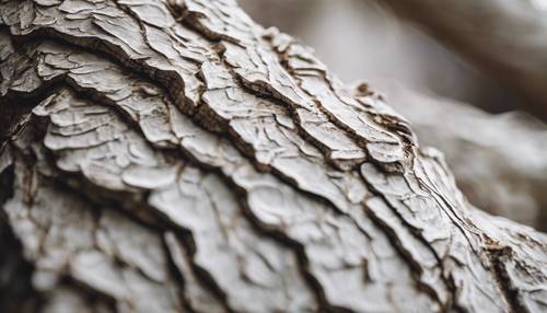 Close da casca de uma árvore branca, com detalhes mostrando sua textura e padrões.