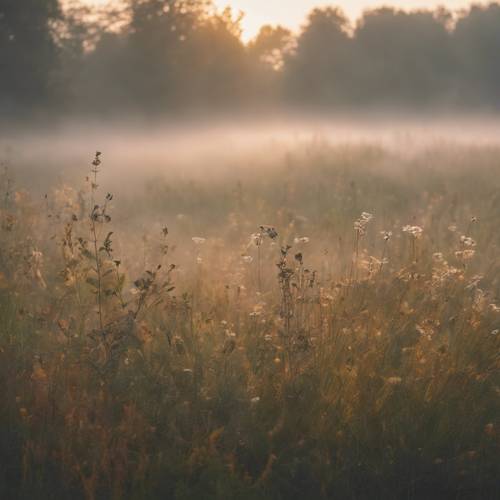 黎明前的草地，弥漫着晨雾，还回荡着初醒的鸟儿的歌声。
