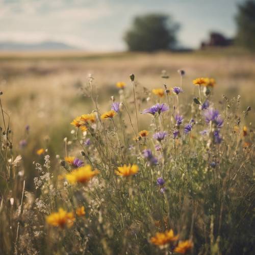 A tranquil western prairie filled with wildflowers swaying gently in the summer breeze.