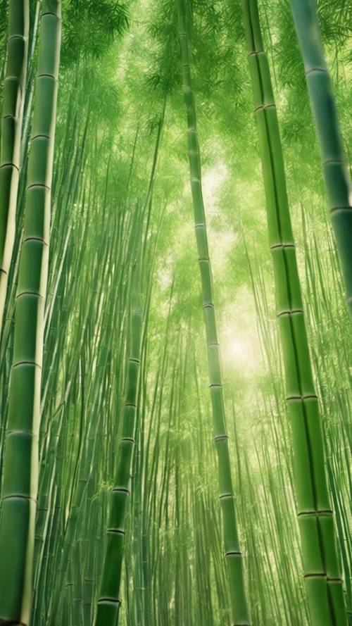 Yaprakların açık yeşil renkte parıldamasını sağlayan filtrelenmiş ışığa sahip bir bambu ormanı.