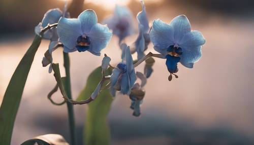 Une orchidée bleue fanée se balançant dans la brise du soir.